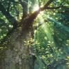 Peaceful-XXX